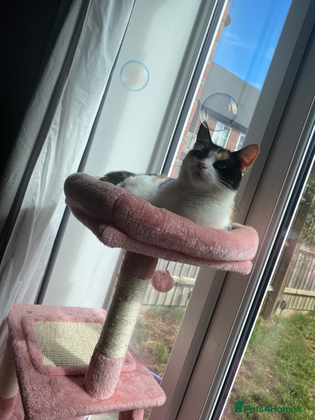 Domestic Shorthair cats for sale: Loving cat free to a loving home - Image 3