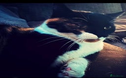 British Shorthair cats for sale: Beautiful 3year old Poppy looking for a New Home  - Image 2