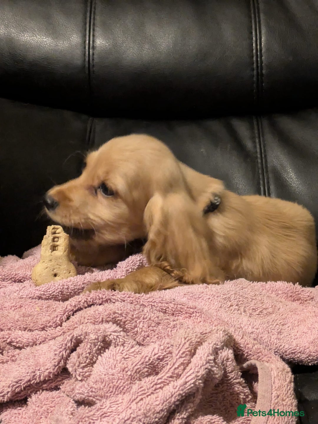 Cocker Spaniel dogs for sale: Pure bread spaniel  - Image 7