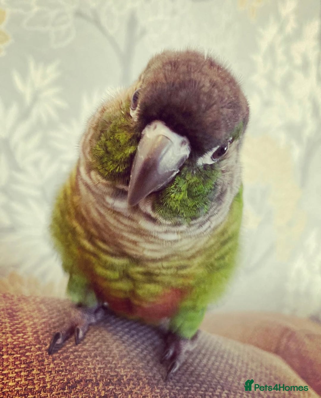 Conures birds for sale: 3 year old Green Cheeked Conure with cage and toys - Image 5