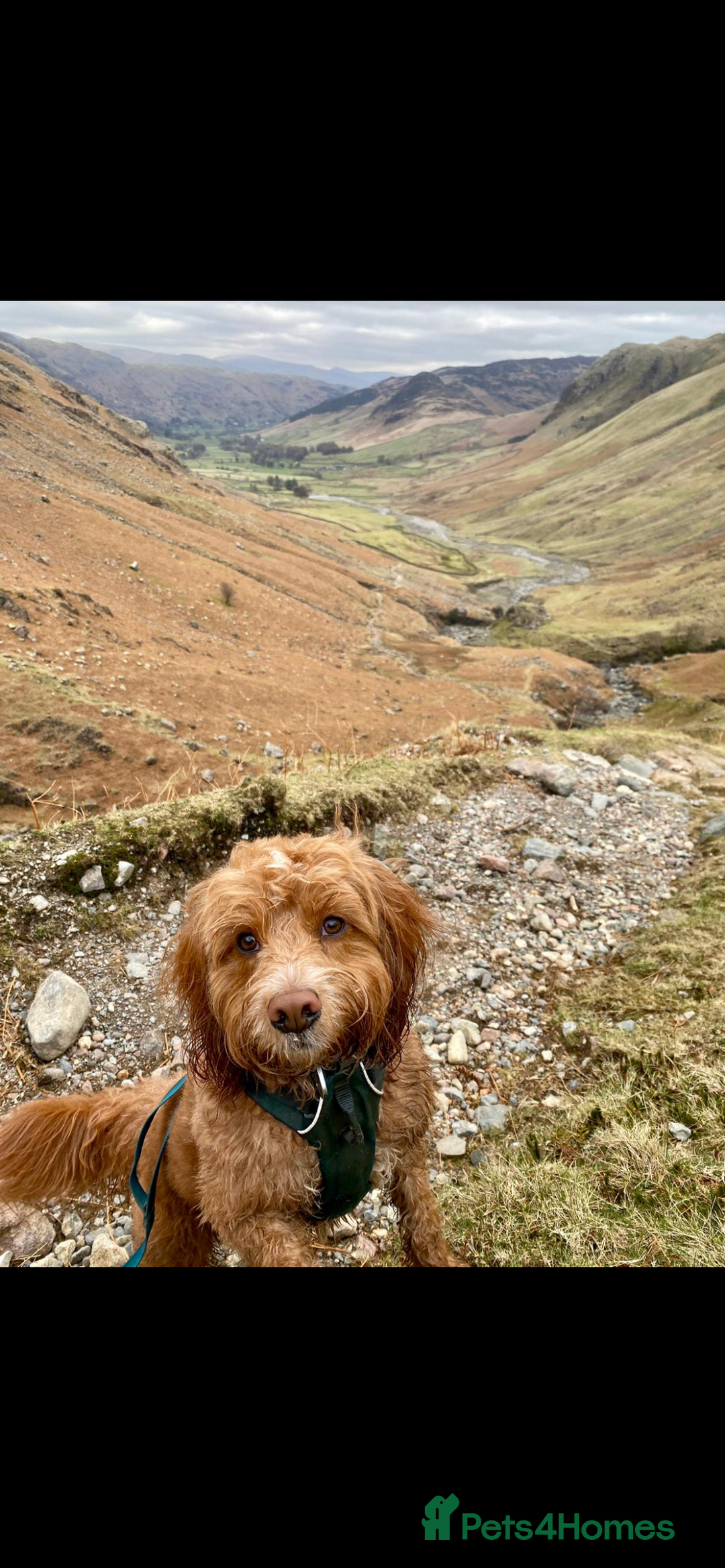 Cockapoo dogs for stud: Ralph red cockapoo miniature stud  - Advert 3