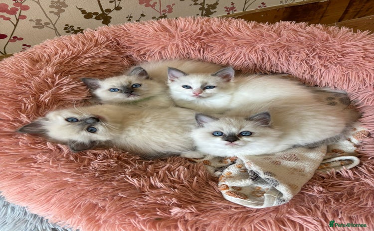 Ragdoll cats - Advert 13