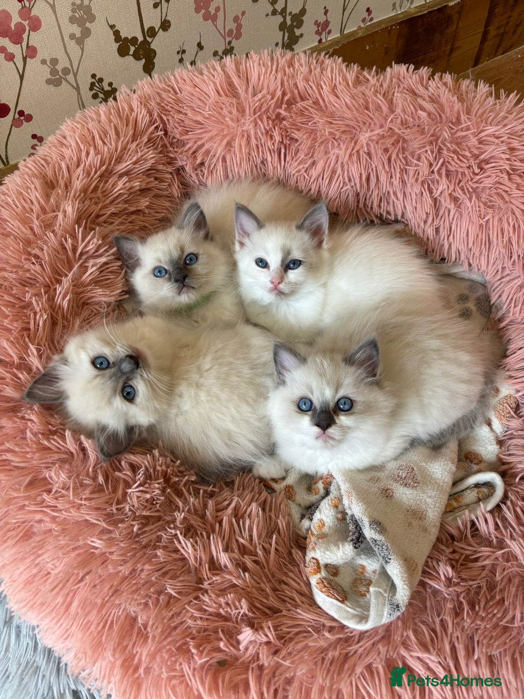 Ragdoll cats for sale: RAGDOLL BLUEPOINT/BICOLOR FOR SALE!!! - Image 1
