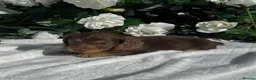 Miniature Dachshund dogs for sale: STUNNING KC LONG HAIRED MINIATURE DACHSHUND PUPS💕 - Advert 15