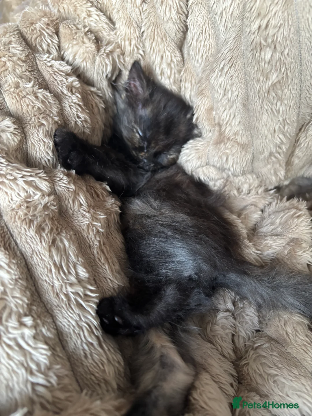 British Longhair cats for sale: Kitten in Towcester - Advert 2