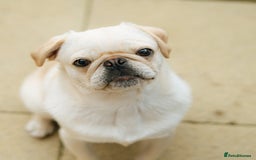 Pug dogs for sale: Pug nearly year old - Image 3