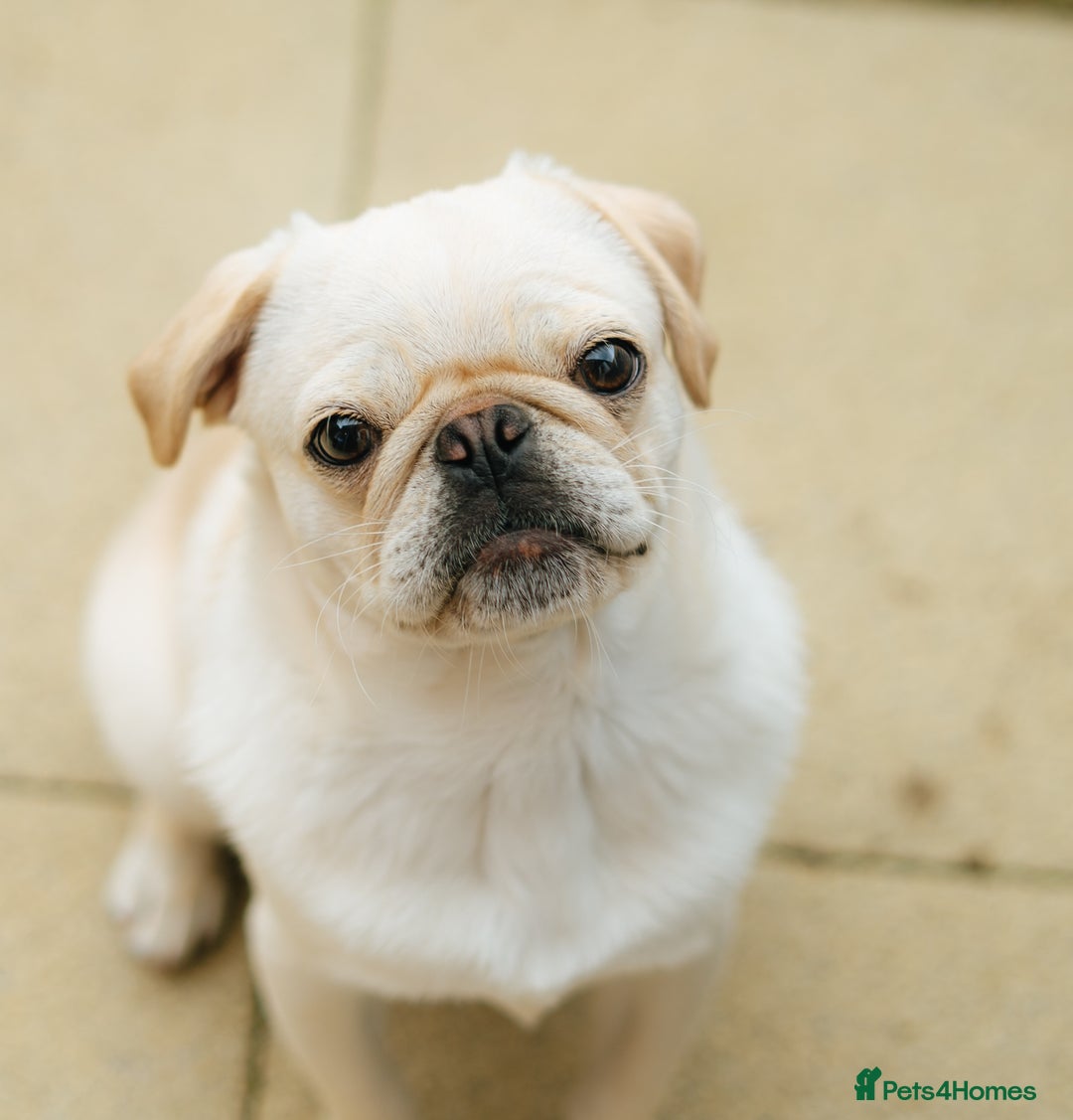 Pug dogs for sale: Pug nearly year old - Image 3