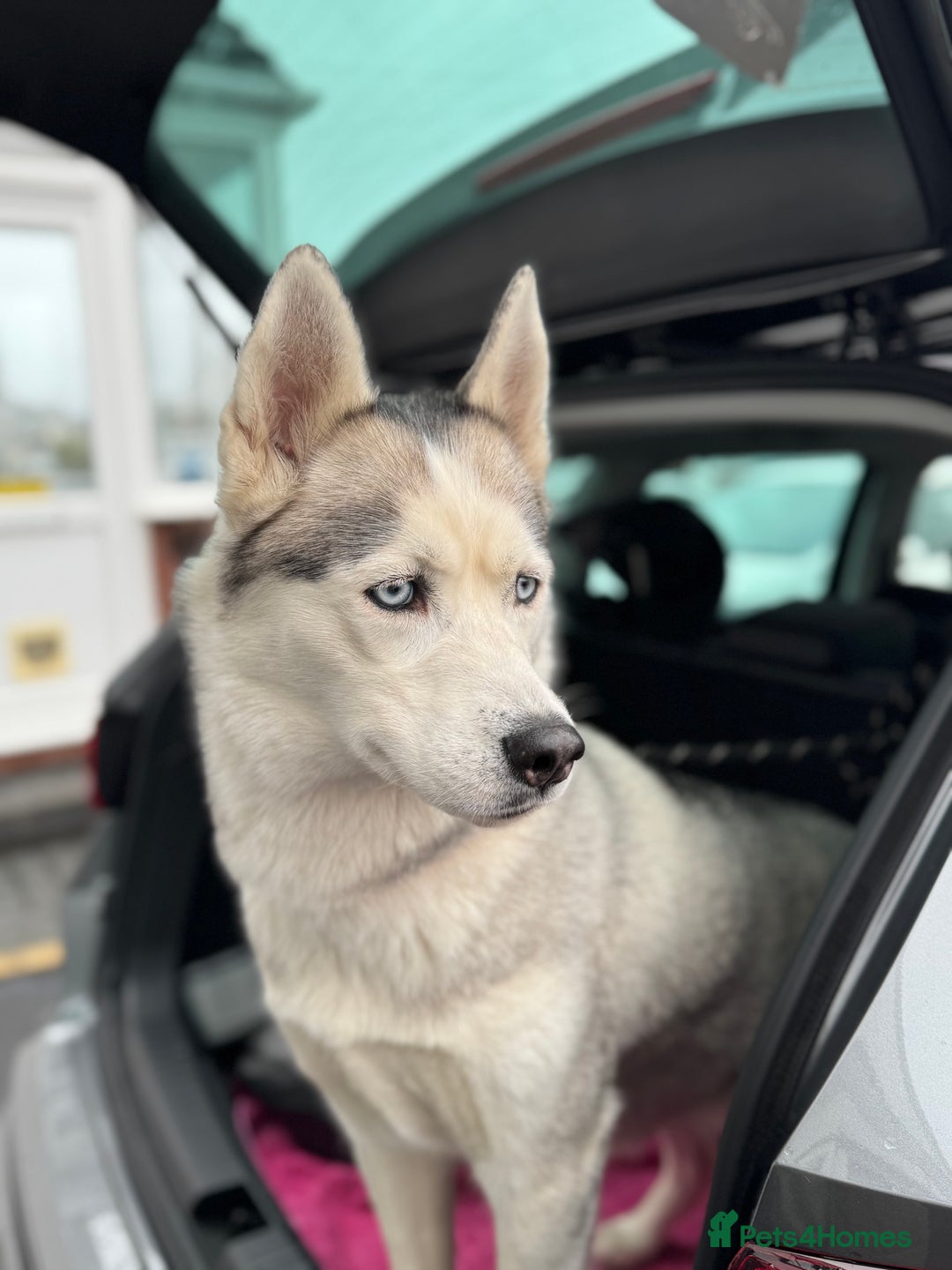 Siberian Husky dogs for sale: KC REGISTERED SIBERIAN HUSKYS MOM/DAD CAN BE SEEN - Advert 2