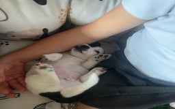 Jack Russell dogs for sale: Jack Russel puppies  - Image 20
