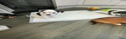 Jack Russell dogs for sale: Jack Russel puppy  - Advert 8
