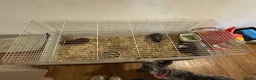 Guinea Pig rodents for sale: 3 Boys Guine Pig :) - Advert 3