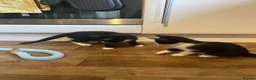 Domestic Shorthair cats for adoption: Bonded pair rescue kittens 10 weeks ready to go in Hook - Advert 1