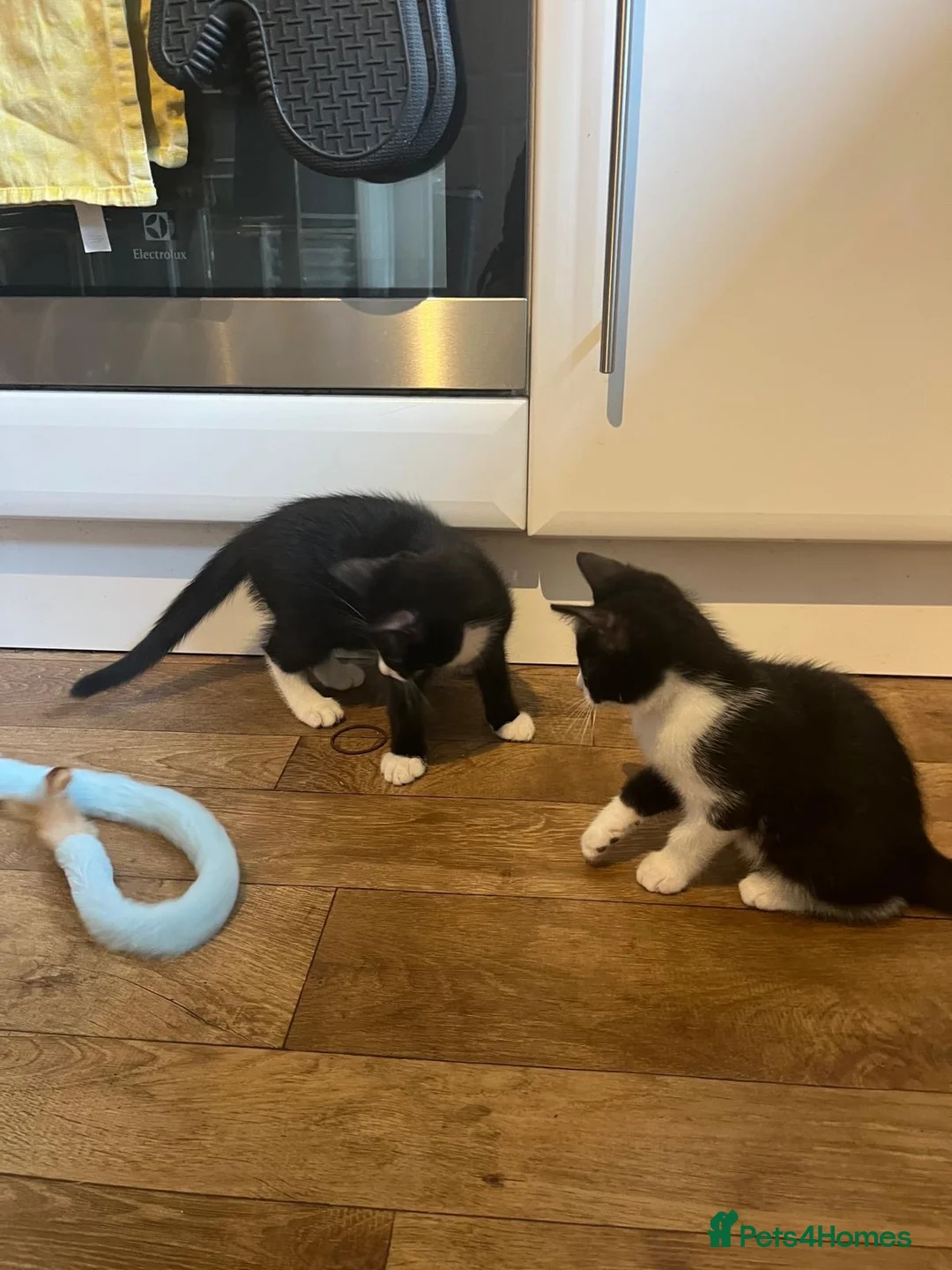 Domestic Shorthair cats for adoption: Bonded pair rescue kittens 10 weeks ready to go in Hook - Advert 1