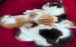 Mixed Breed cats for sale: Gorgeous Fluffy Kittens - Image 5