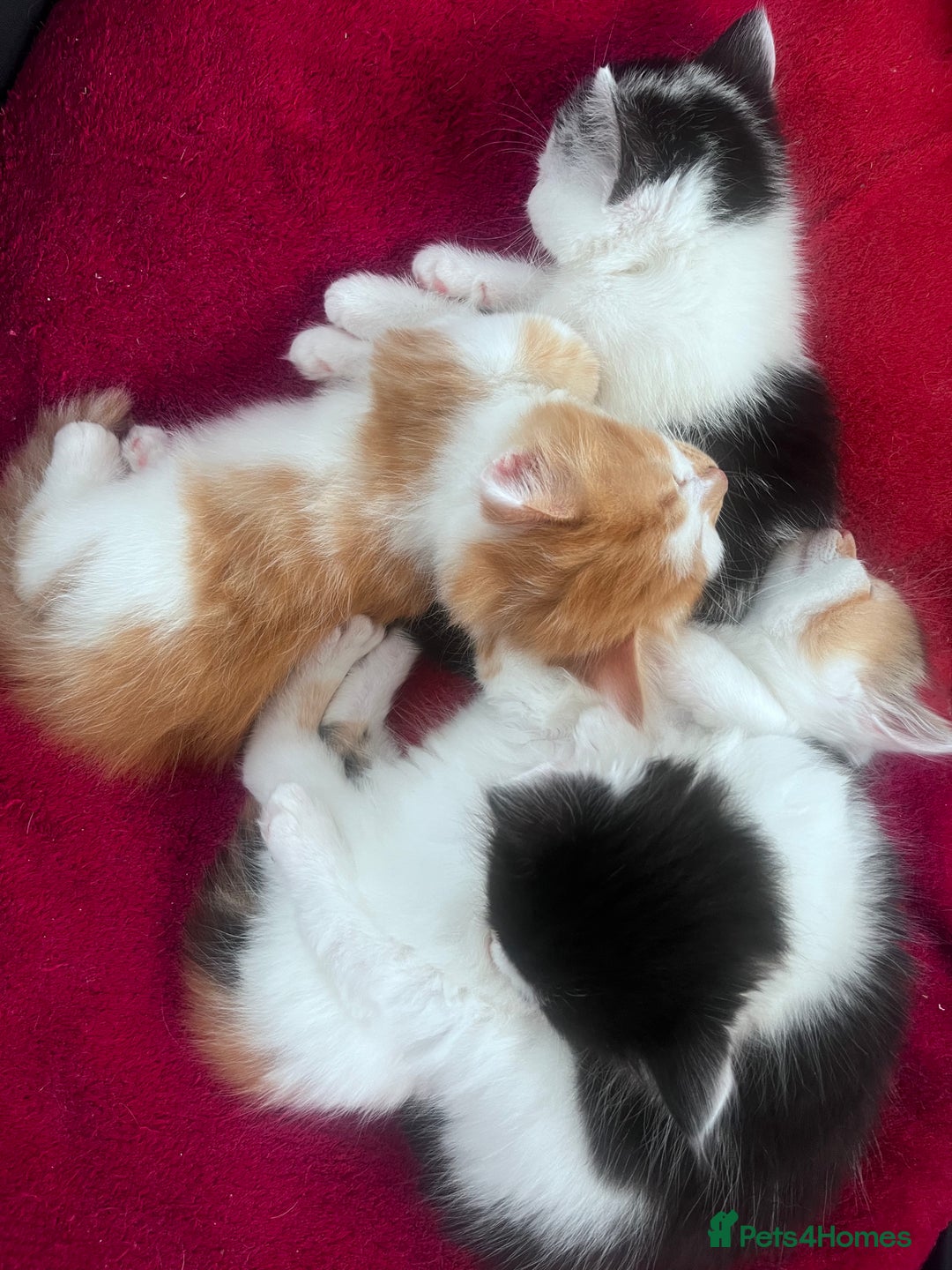 Mixed Breed cats for sale: Gorgeous Fluffy Kittens - Image 5