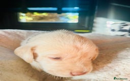 Labrador Retriever dogs for sale: EXCELLENT &UNIQUE LAB PUPPIES AV 12 NOV £1450 - Image 28