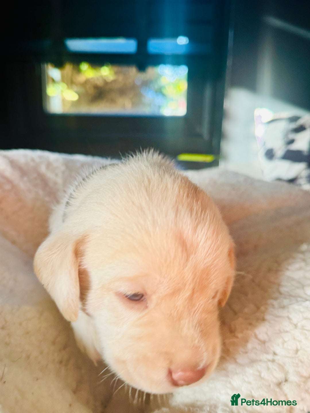 Labrador Retriever dogs for sale: EXCELLENT &UNIQUE LAB PUPPIES AV 12 NOV £1450 - Image 28