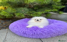 Pomeranian dogs for sale: SUPER TINY ICE WHITE POMERANIAN BOY - Image 25