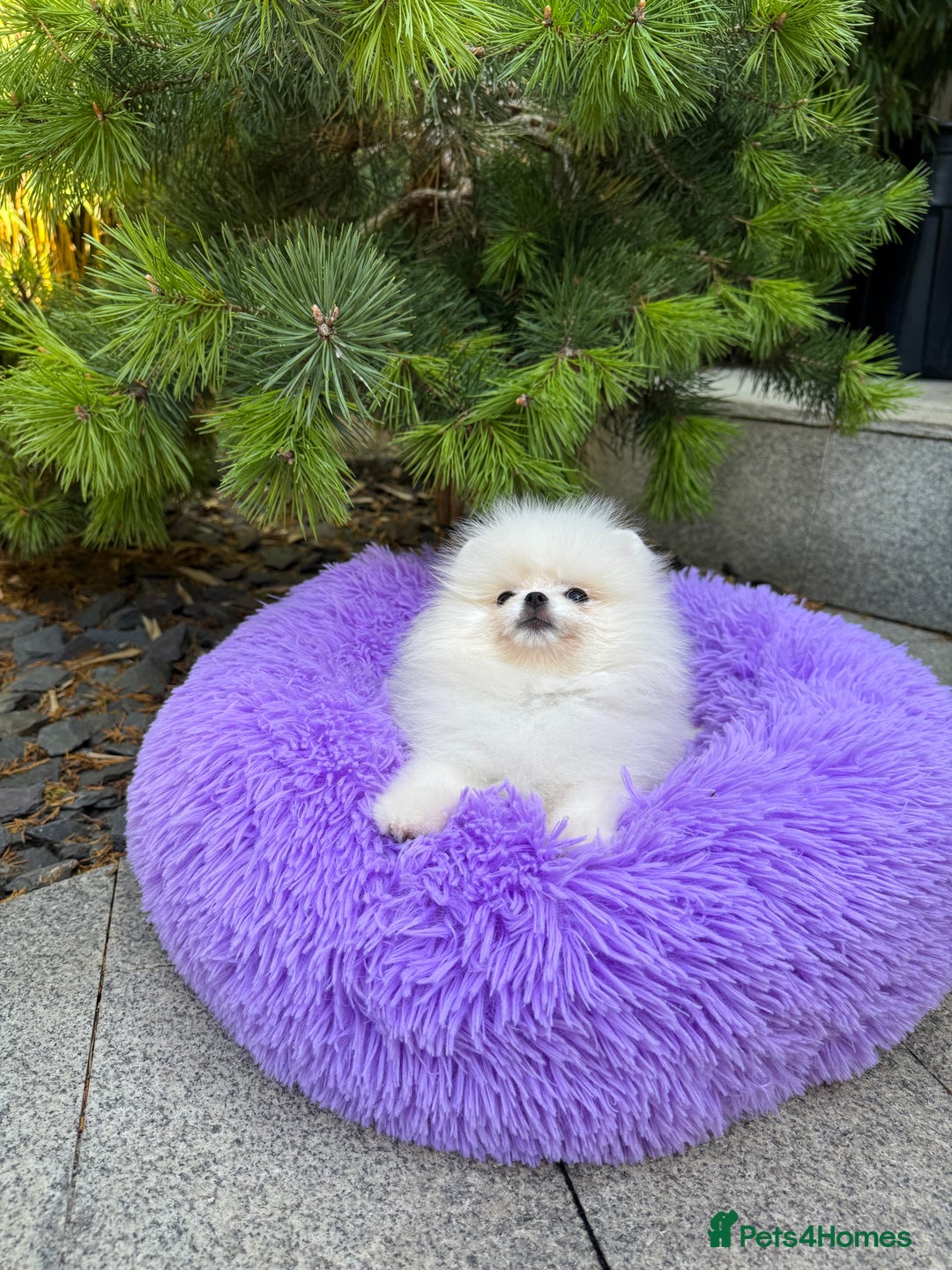 Pomeranian dogs for sale: SUPER TINY ICE WHITE POMERANIAN BOY - Image 25