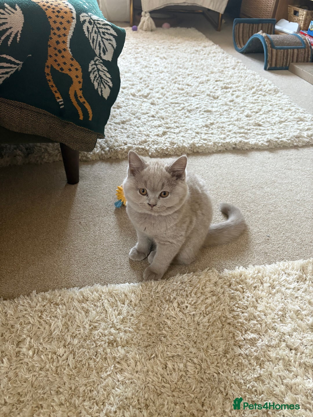 British Shorthair cats for sale: 4 month old GCCF British Short Hair - LILAC - Image 11