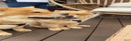 Chow Chow dogs for sale: Beautiful Female Chow Chow Puppy - Advert 3