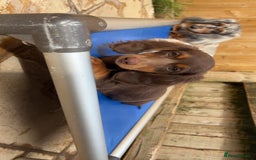 Dachshund dogs for sale: REDUCED ready for her new home  in Cardiff - Image 12