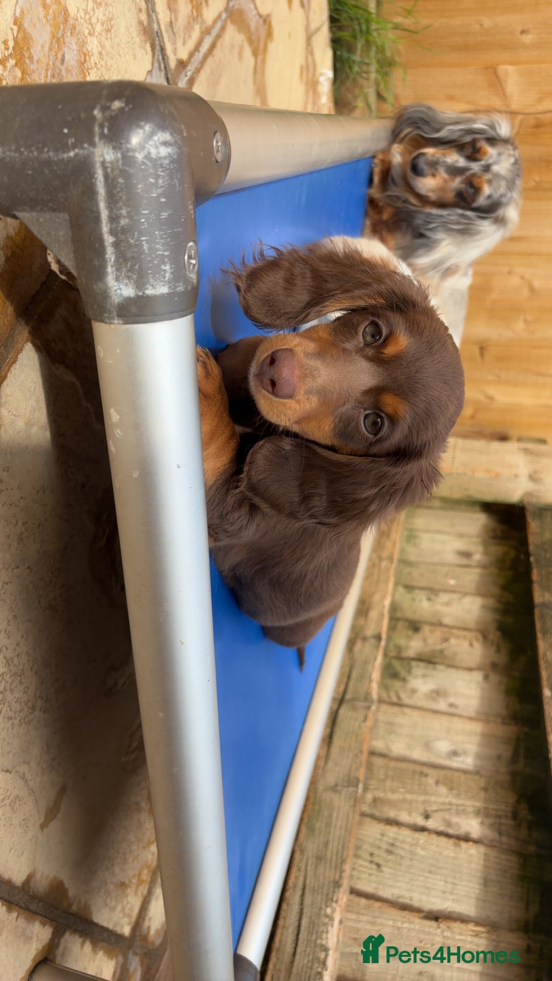 Dachshund dogs for sale: REDUCED ready for her new home  in Cardiff - Image 12