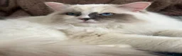 Ragdoll cats for sale: Active GCCF&TICA registered girl🤎 - Advert 2