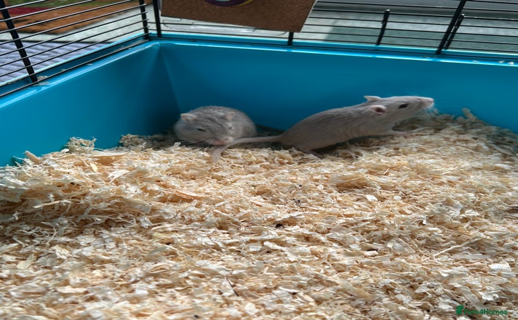 Gerbil rodents - Advert 2