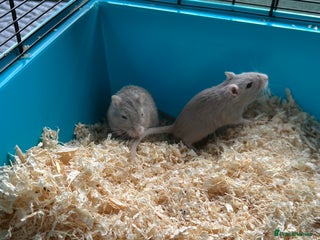 Gerbil rodents for sale - Advert 1