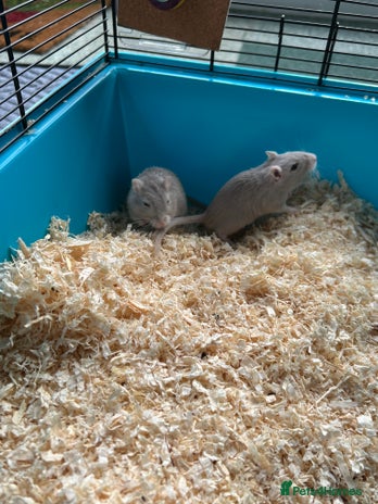 Gerbil rodents - Advert 1