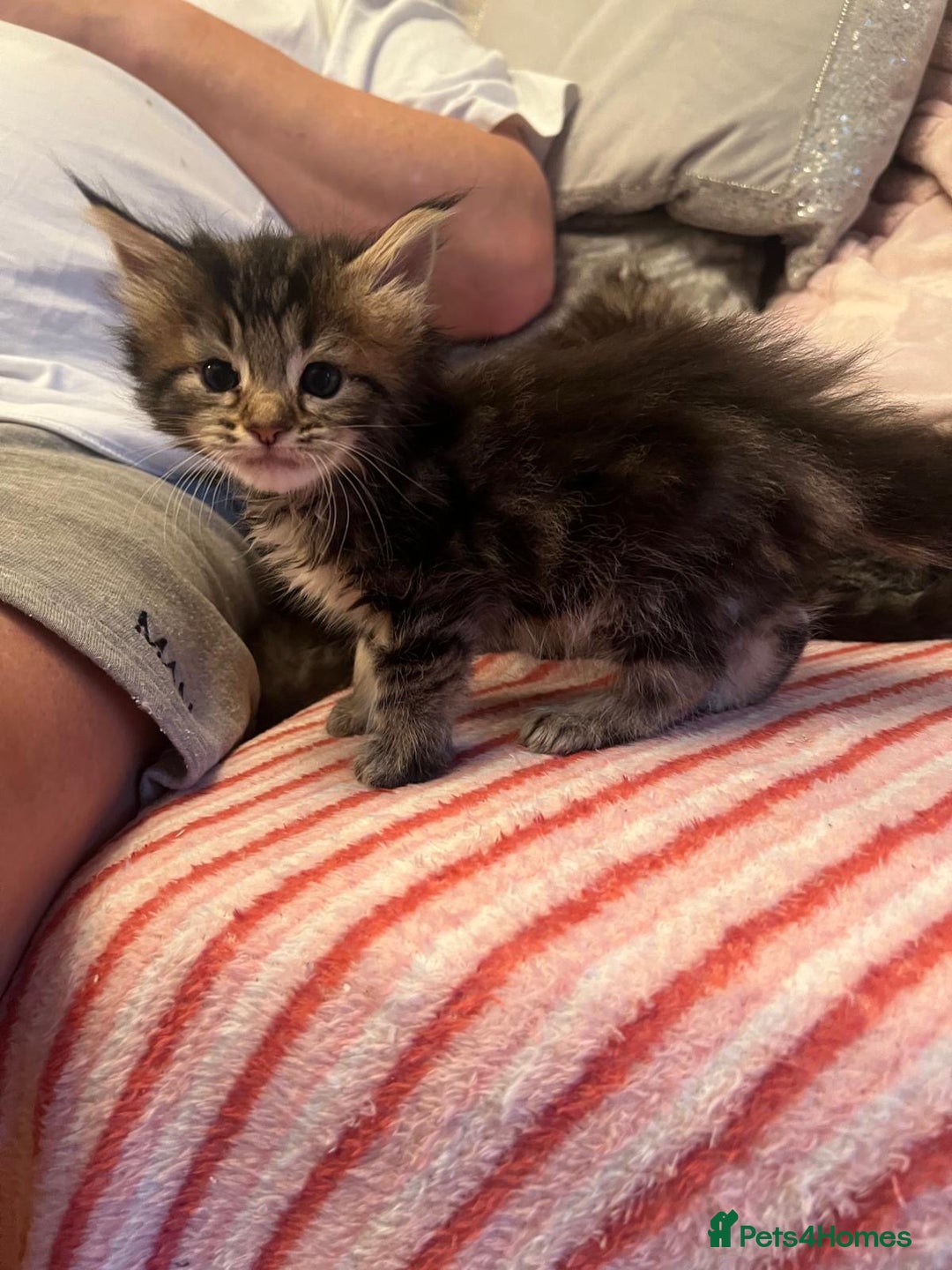 Maine Coon cats for sale: Full breed Mainecoon kittens ready 17th February  - Advert 18