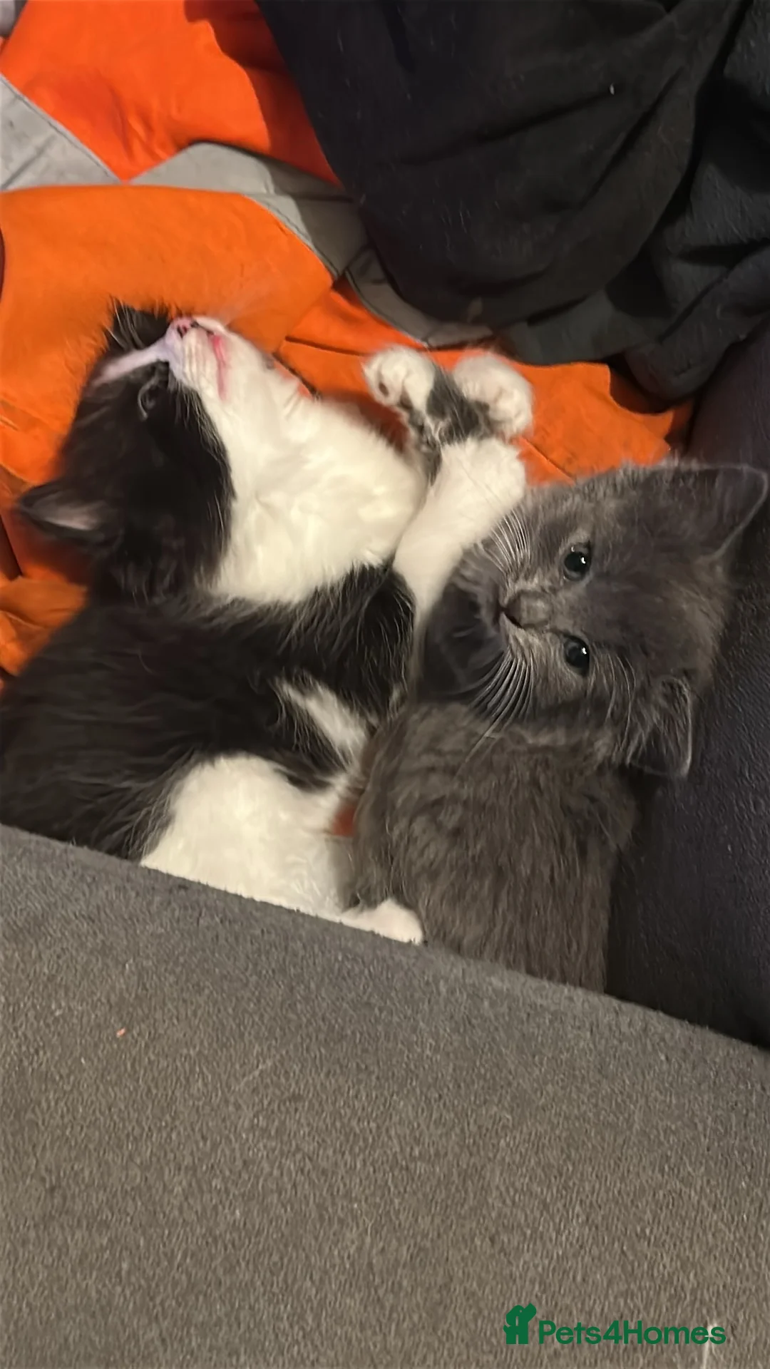 Asian cats for sale: Ragdoll cross kitten - Advert 2