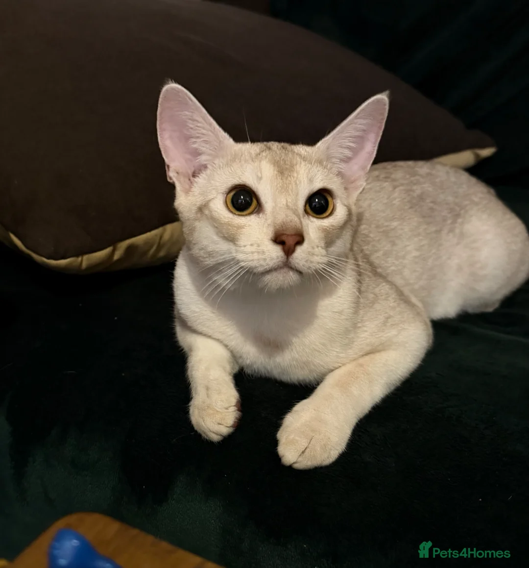 Abyssinian cats for sale: ❤️🏆 Outstanding Abyssinian Kittens Available 🏆❤️ - Advert 2