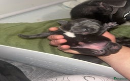 Staffordshire Bull Terrier dogs for sale: Beautiful blue staff puppies  - Image 33