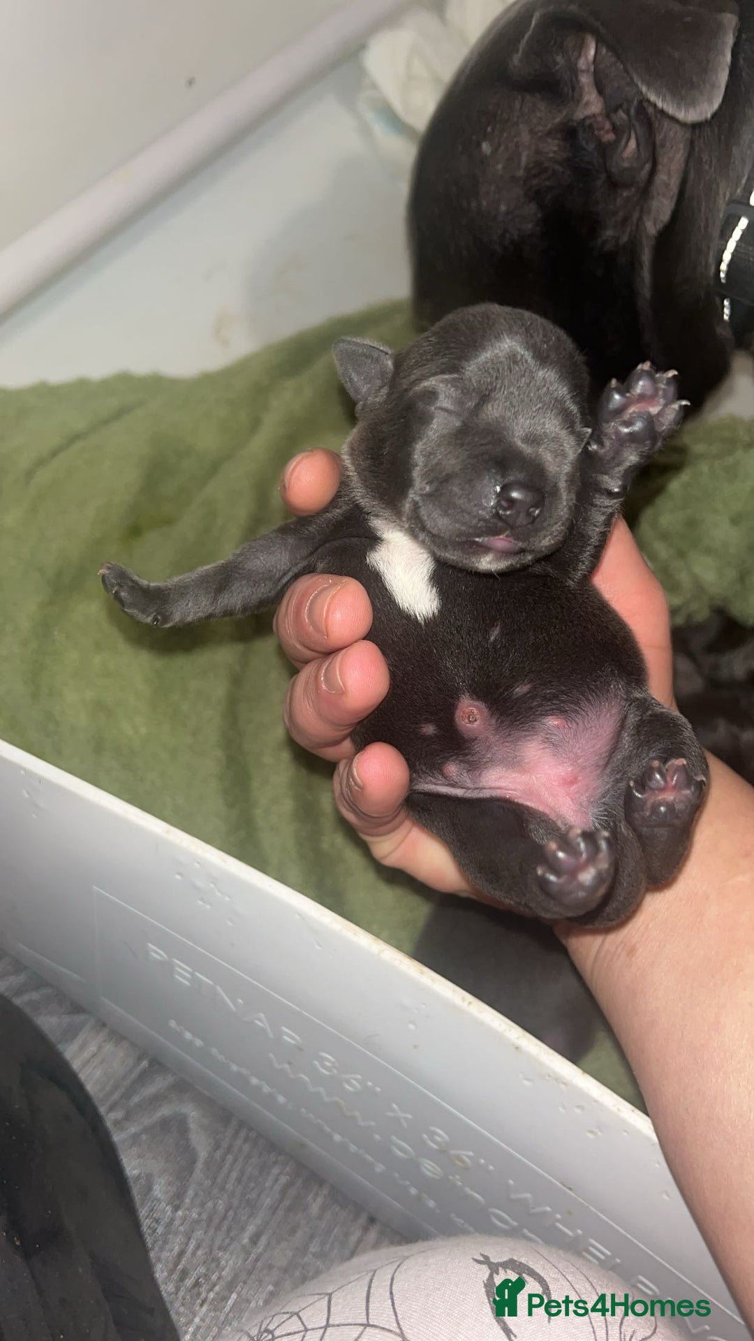 Staffordshire Bull Terrier dogs for sale: Beautiful blue staff puppies  - Image 33