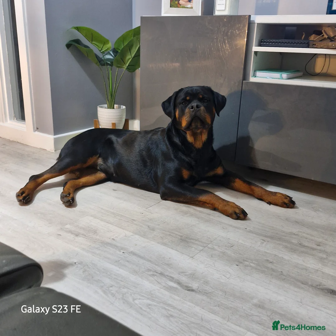 Rottweiler dogs for sale: LEGACY'S IN THE MAKING!! REX & MAGIC - Advert 17