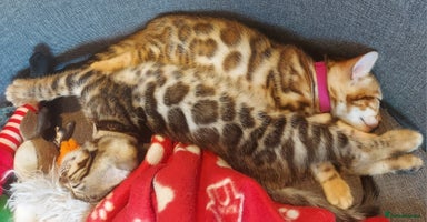 Bengal cats - Advert 7