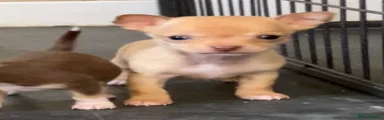 Chihuahua Puppy 1