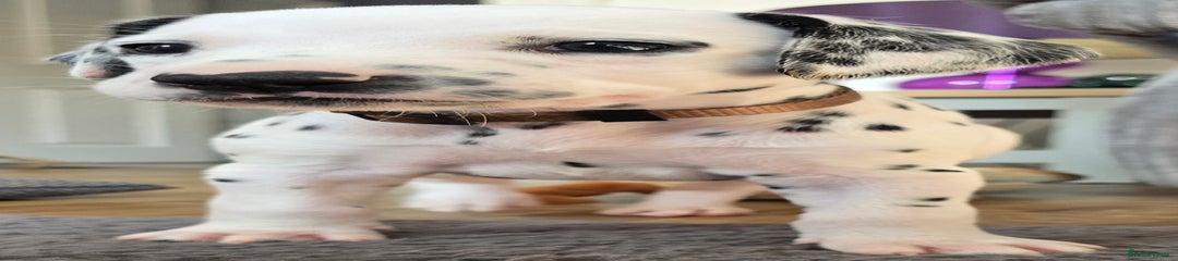 Dalmatian Puppy 8