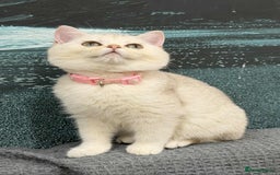British Shorthair cats for sale: Stunning BSH golden/silver Kittens TICA - Advert 24