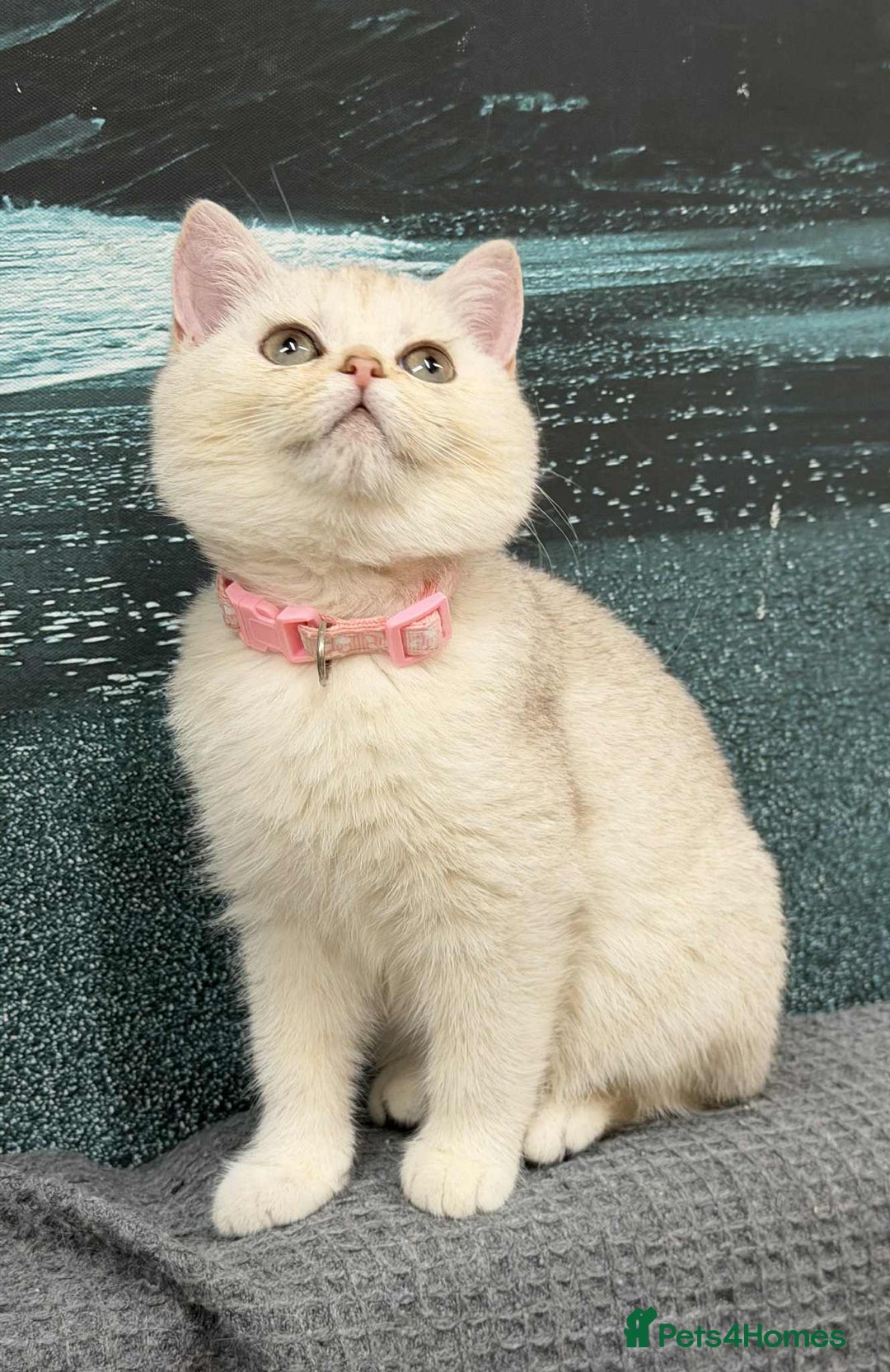 British Shorthair cats for sale: Stunning BSH golden/silver Kittens TICA - Advert 24