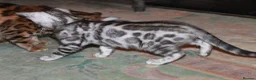 Bengal cats for sale: Beautiful TICA Registered Male Bengal Kittens - Advert 17