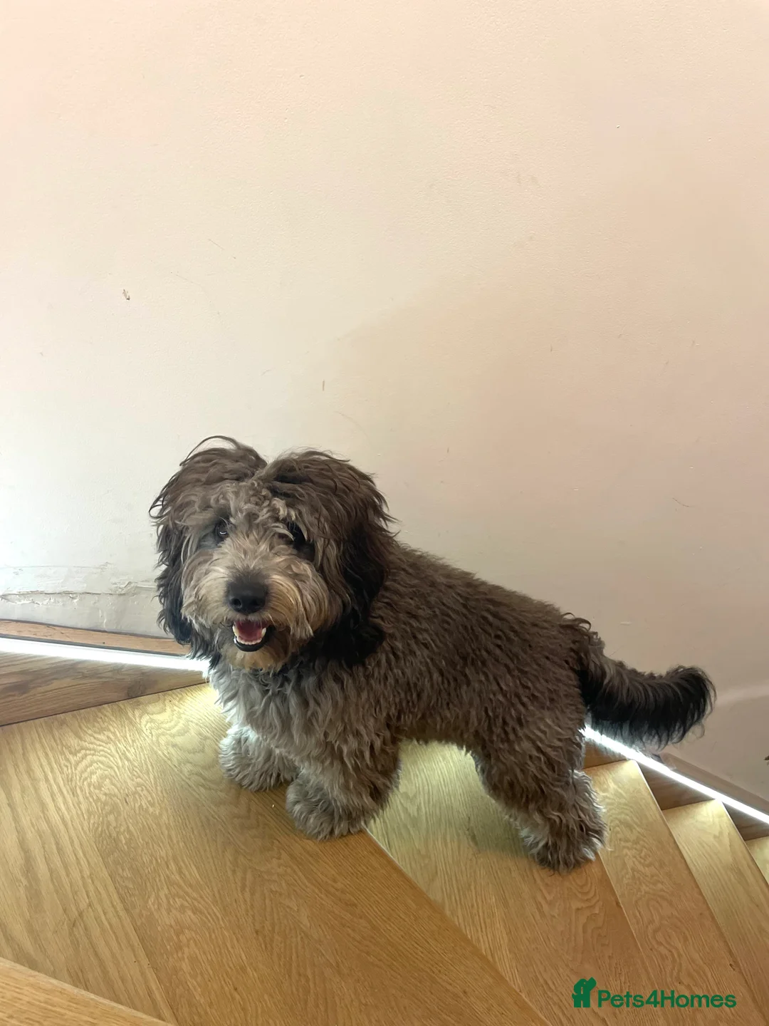 Cockapoo dogs for stud: Archie cockapoo male f2 in Maidstone - Advert 4