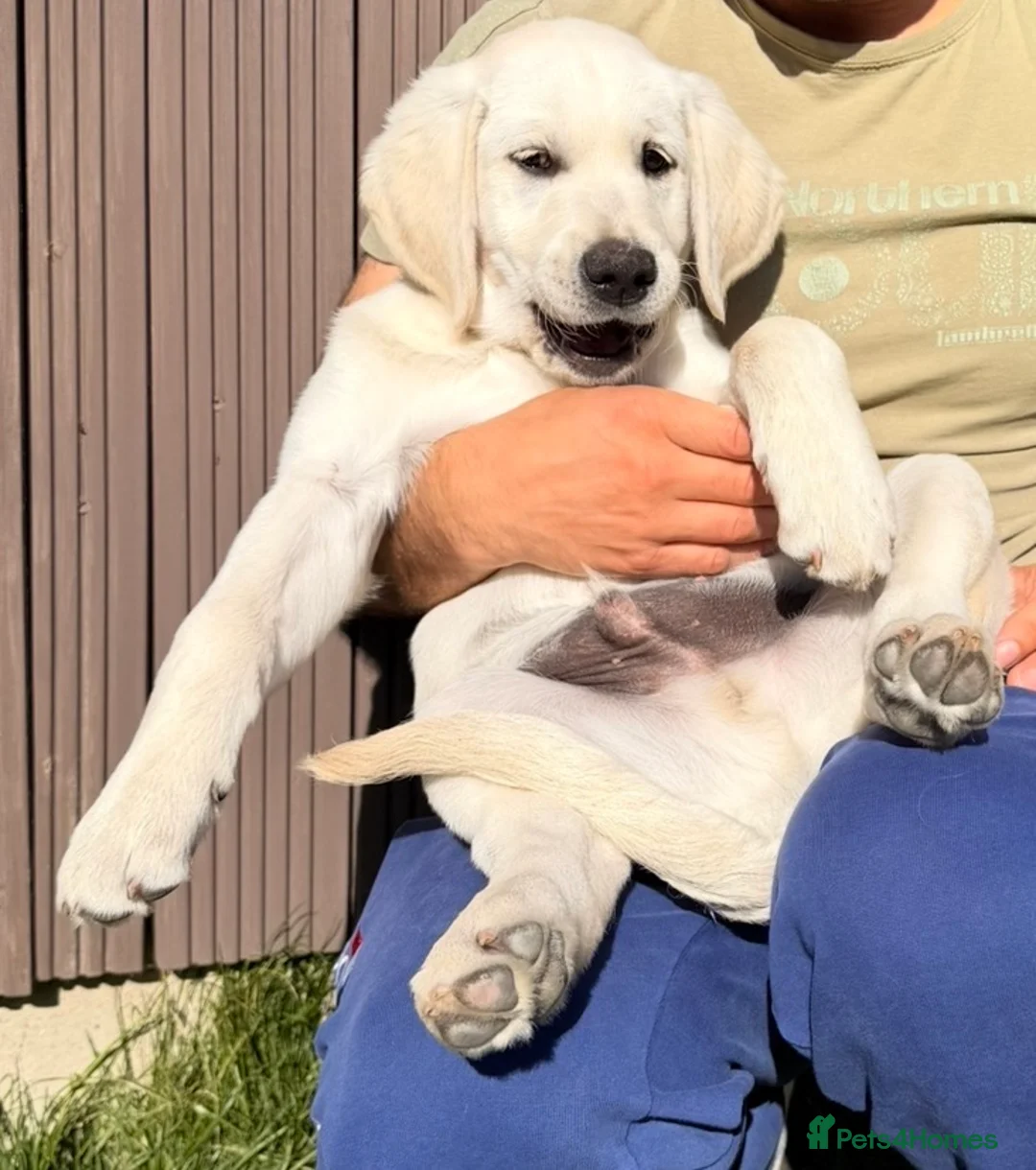Labradoodle dogs for sale: Beautiful 11 weeks old  Goldador boy puppy  💙 - Advert 1