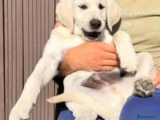 Labradoodle dogs Beautiful 11 weeks old Goldador boy puppy 💙 - Advert 5