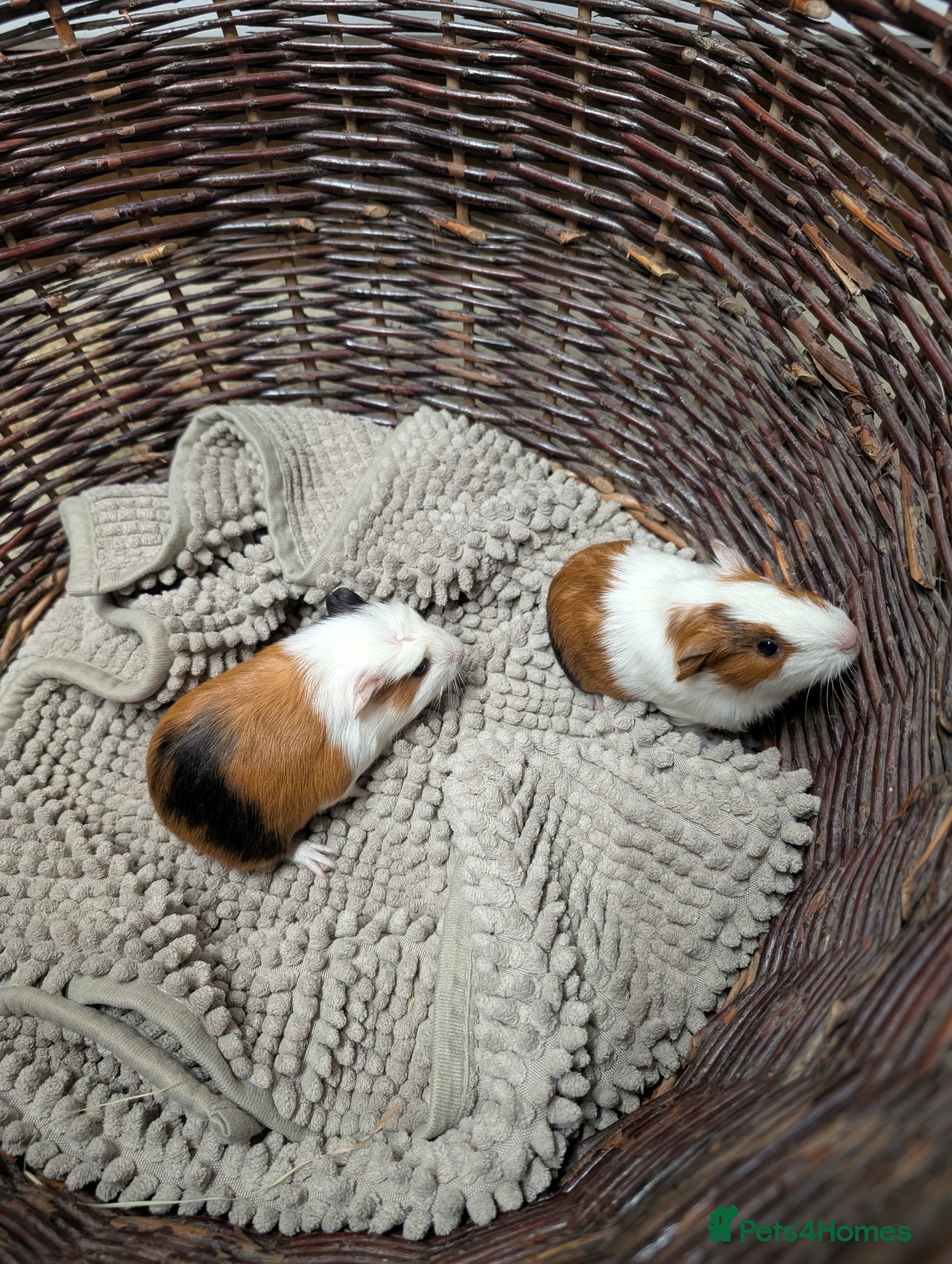 Guinea Pig rodents Guinea pig babies girls and boys pairs  - Advert 13