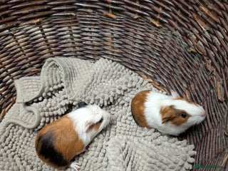 Guinea Pig rodents Guinea pig babies girls and boys pairs - Advert 3
