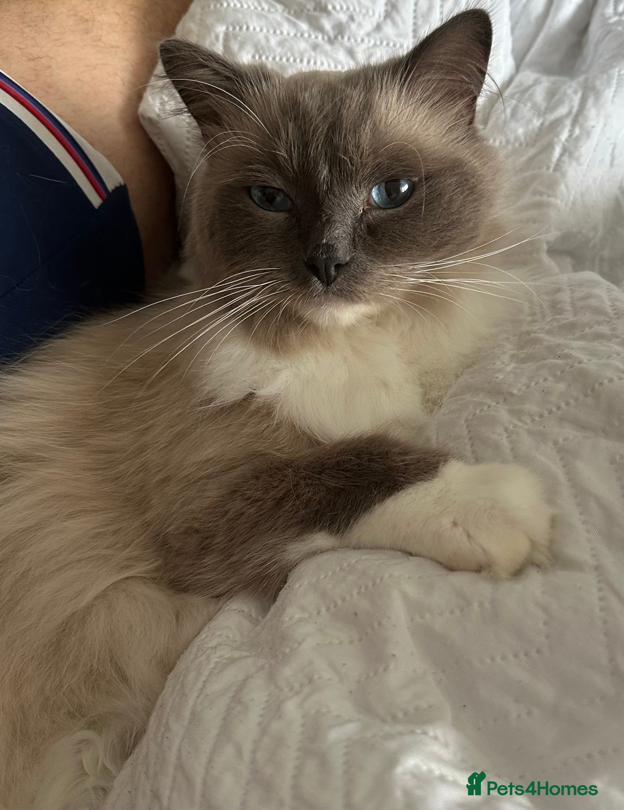 Ragdoll cats Beautiful fluffy male ragdoll cat  - Advert 4