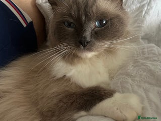 Ragdoll cats Beautiful fluffy male ragdoll cat - Advert 1